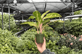 Aglaonema Sparkling Sarah - 2 Exact Live Plants in 4-Inch Bare Root Pot (Bare Root, 4-Inch)