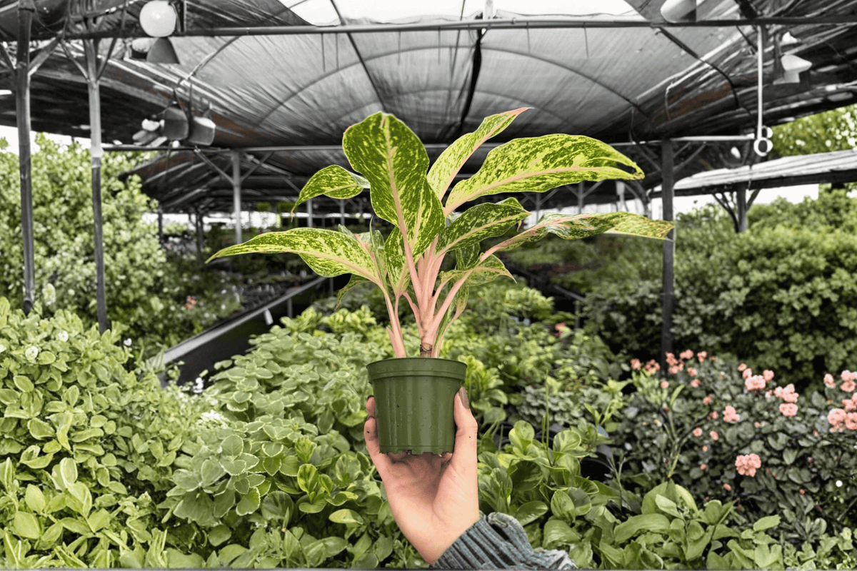 Aglaonema Sparkling Sarah - 2 Exact Live Plants in 4-Inch Bare Root Pot (Bare Root, 4-Inch)