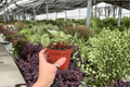Peperomia Gold Dust Woman Live Plants - 4-Inch Pots (2 Exact Plants)