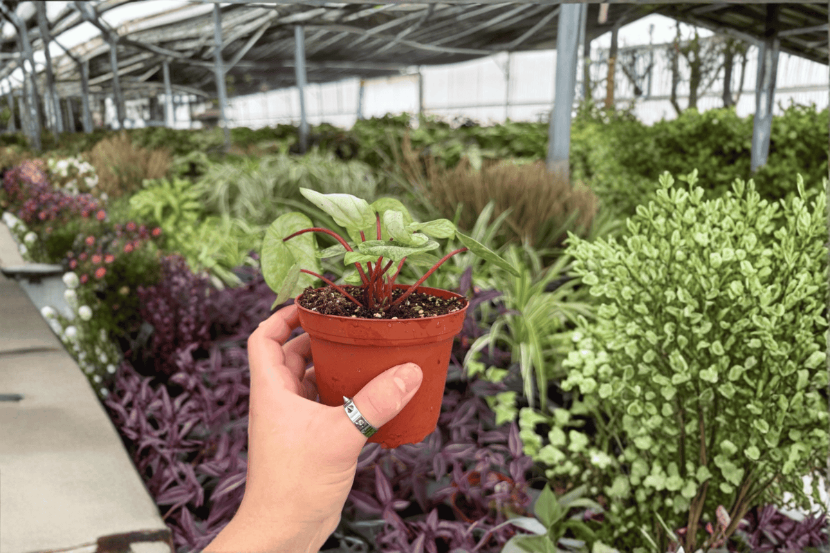 Peperomia Gold Dust Woman Live Plants - 4-Inch Pots (2 Exact Plants)