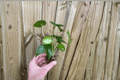 Monstera Deliciosa Seed-Grown Starter Plugs — 2 Plugs, 3–7 Plants Each