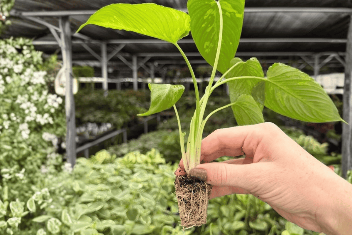 Schismatoglottis scortechinii (Borneoa scortechinii) Starter Plants – 2 x 2-Inch Pots