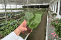 Rhaphidophora korthalsii Starter Plants - Bare Root | 2 Live Climbing Aroids