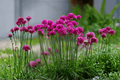 Splendens Sea Thrift (Armeria maritima) 4-Inch Live Plant – 1 Plant in Pot
