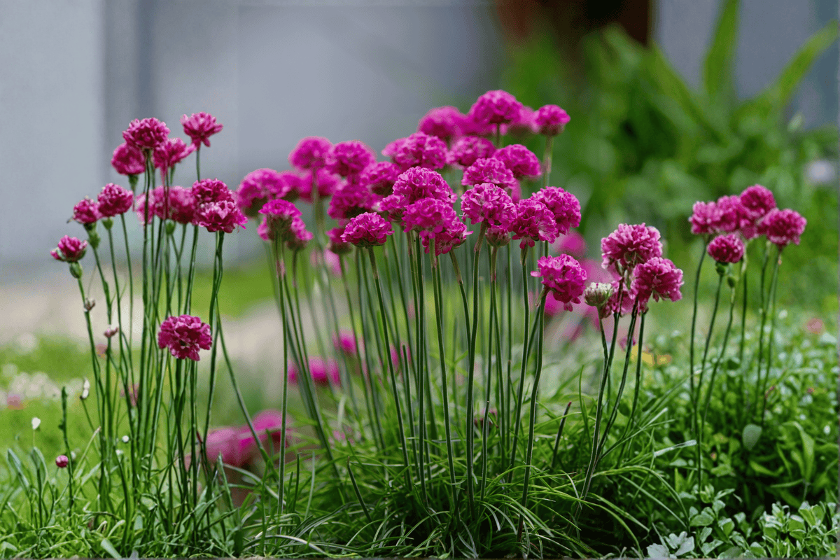 Splendens Sea Thrift (Armeria maritima) 4-Inch Live Plant – 1 Plant in Pot