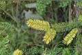 Golden Douglas Fir ‘Uwe’s Golden’ Live Plant - 12-Inch, 1 Gallon Pot
