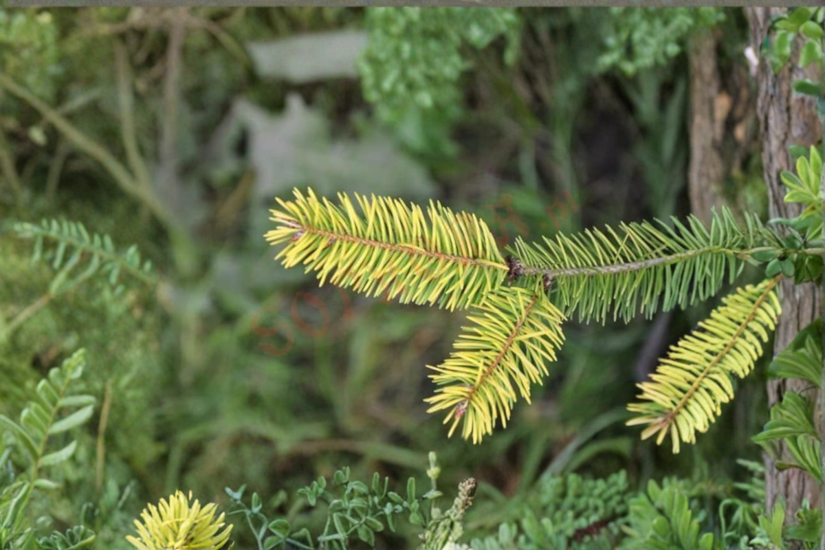 Golden Douglas Fir ‘Uwe’s Golden’ Live Plant - 12-Inch, 1 Gallon Pot