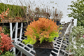 Rheingold Arborvitae Thuja occidentalis ‘Rheingold’ - 1 Quart Pot
