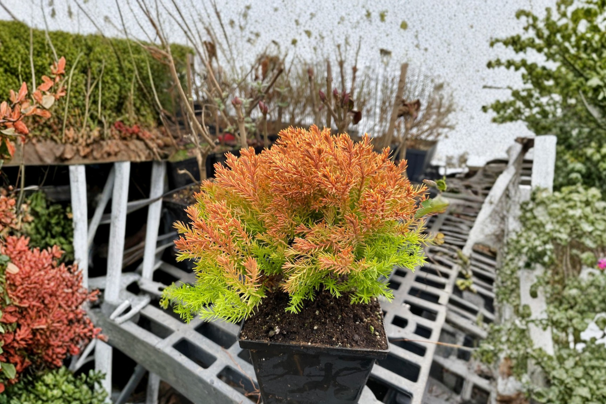 Rheingold Arborvitae Thuja occidentalis ‘Rheingold’ - 1 Quart Pot