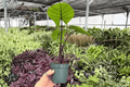 Alocasia Dark Star - 2 Exact Live Plants in 4-Inch Pots