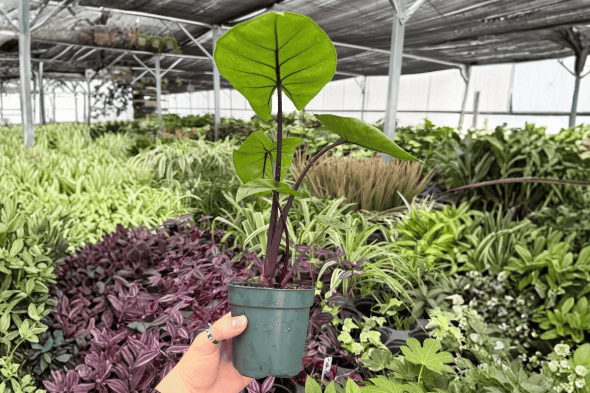 Alocasia Dark Star - 2 Exact Live Plants in 4-Inch Pots