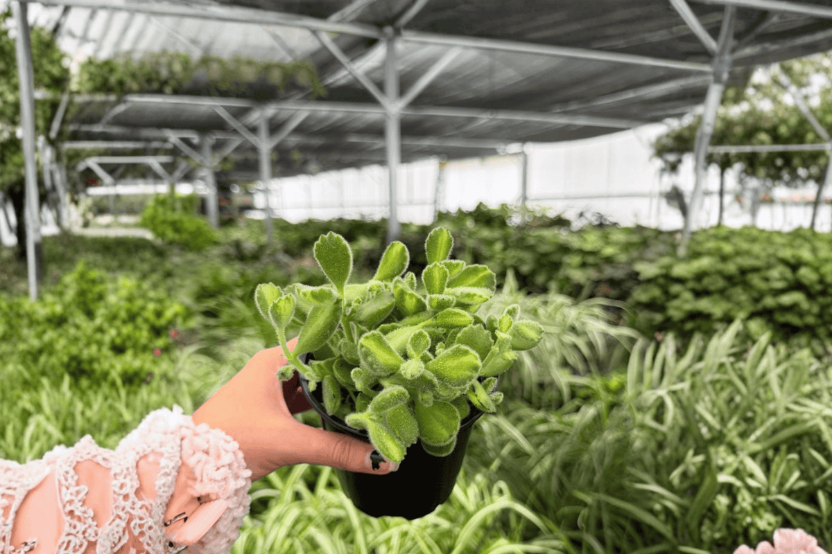 Variegated Bear Paw Cotyledon tomentosa - 2 Live Plants in 4" Pots (Exact Plants)