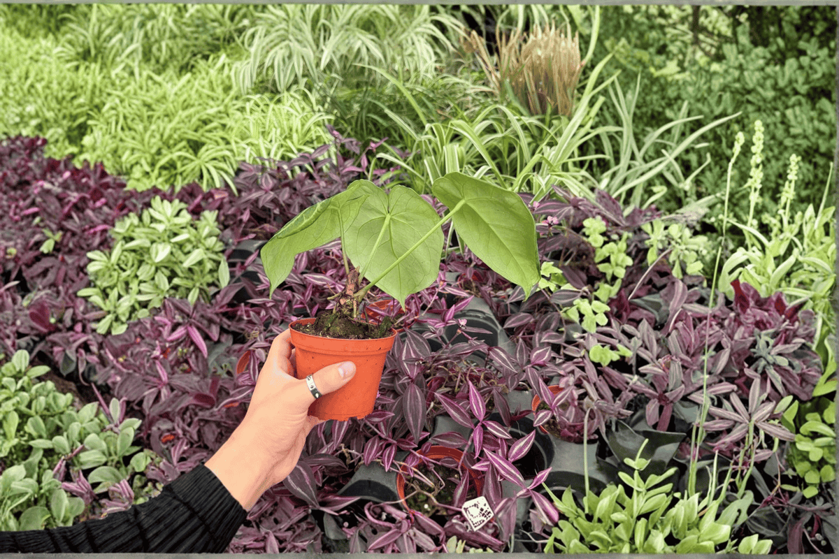 Anthurium Silver Tiger × Silver Bush - 4-Inch Bare Root Live Plants (2) Exact Plants