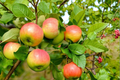 Anna Apple Tree 4-6 ft Live Plant – Malus domestica, Upright Apple Tree for Backyard Orchard