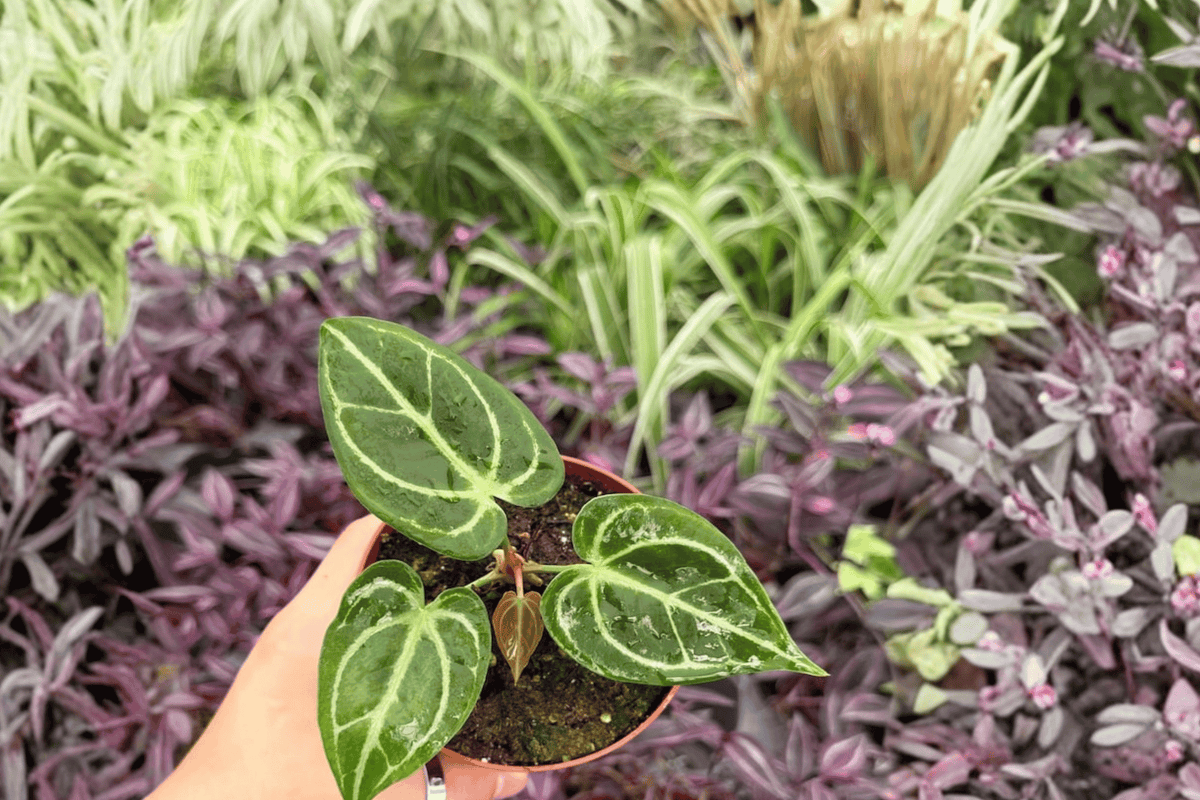 Anthurium Dorayaki × Carla 2 Live Plants – 4-Inch Bare Root