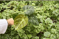 Anthurium Hoffmannii × MBR - 2 Bare Root Live Plants in 4" Pot Size (Exact Plants Pictured)