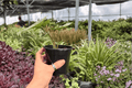Alocasia Platinum ‘Bisma’ 2 Live Plants in 4-Inch Pots – Exact Plants Pictured