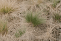 California Meadow Sedge Carex pansa - 1 Live Plant in 4-Inch Pot