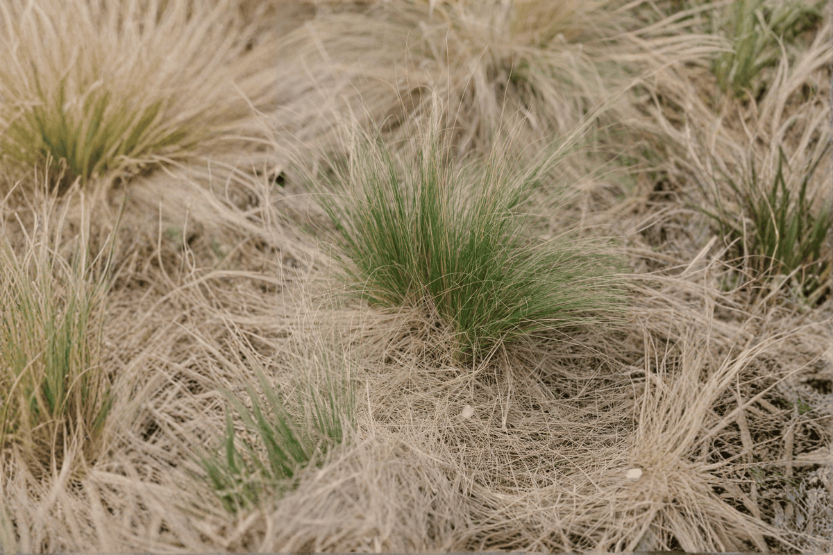 California Meadow Sedge Carex pansa - 1 Live Plant in 4-Inch Pot
