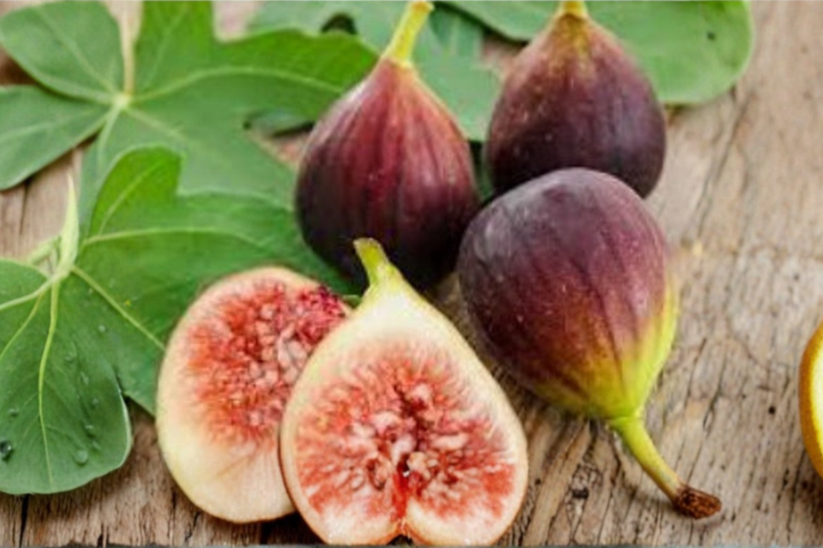 Little Miss Figgy Dwarf Fig Seeds - 100 Seeds for Container & Outdoor Growing