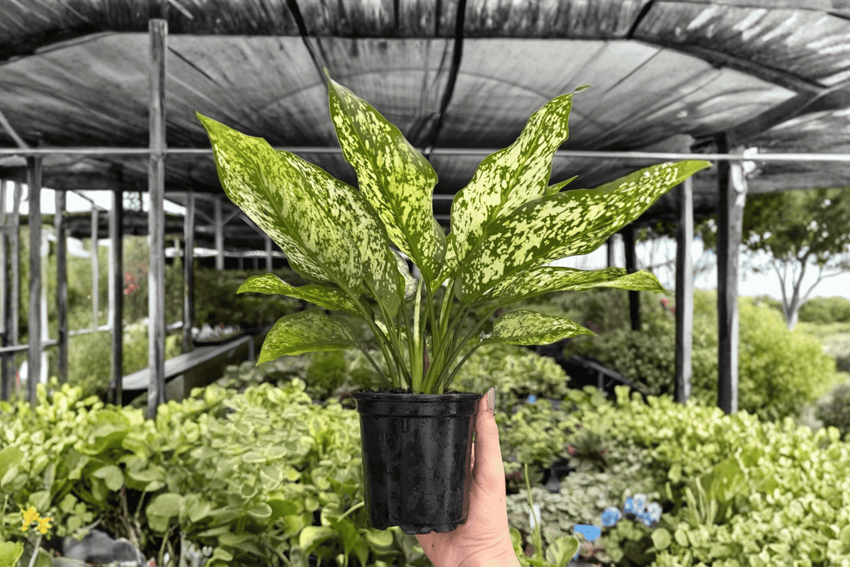 Aglaonema Wintery Winehouse 2 Live Plants | 4-Inch Pots