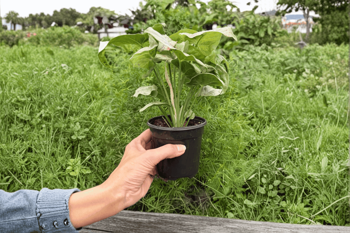 Syngonium 'Milk Confetti' Live Plants – 2 Exact 4-Inch Pots
