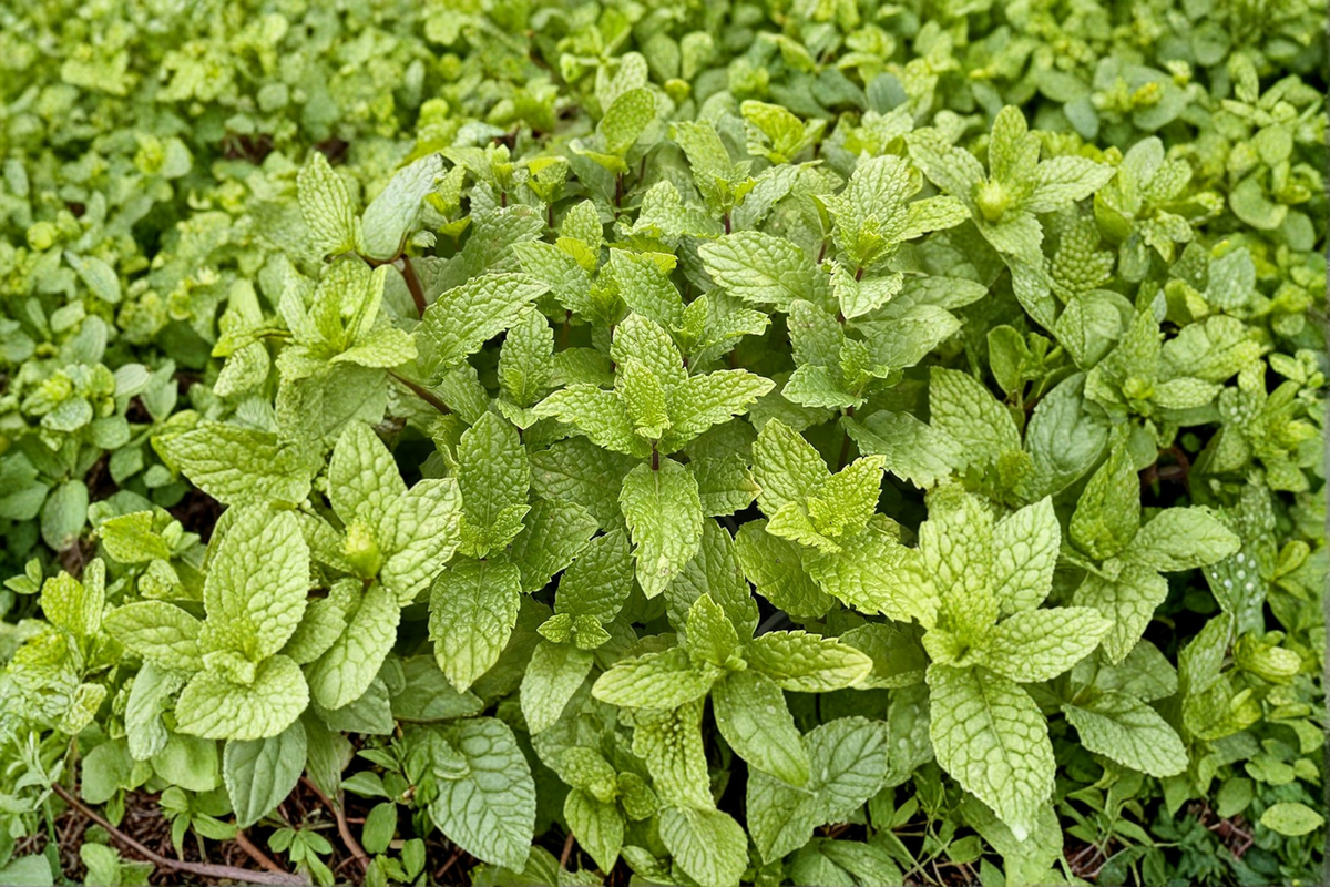 Kentucky Colonel Mint Live Plant - Mentha spicata (Kentucky Colonel)