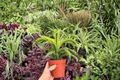Dracaena Lemon Lime Surprise – 2 Live Plants in 4-inch Pots (Exact Plants Shown)