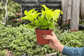 Pothos Champs Élysées – 2 Bare-Root Live Plants, 4-Inch Pot Size