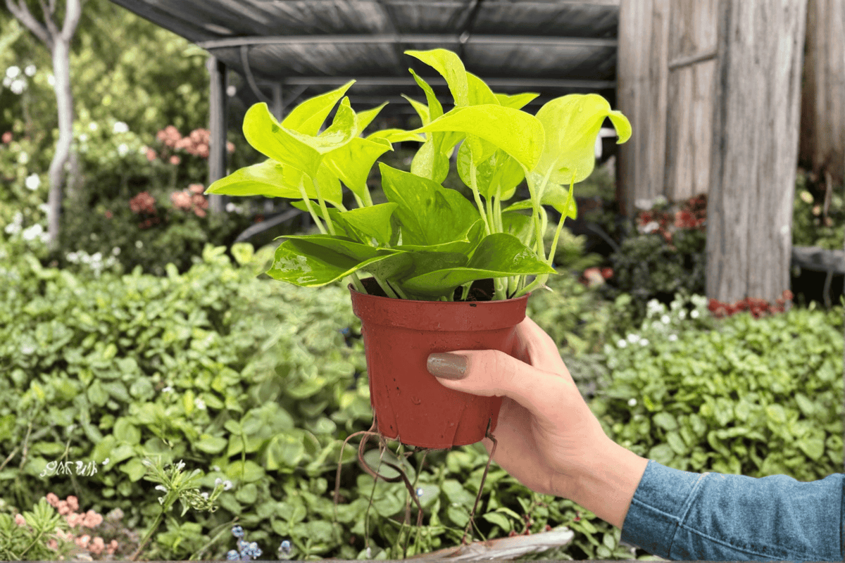 Pothos Champs Élysées – 2 Bare-Root Live Plants, 4-Inch Pot Size
