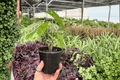 Alocasia Corazon – 2 Live Plants in 4-Inch Pots (Potted) - Alocasia 'Corazon'