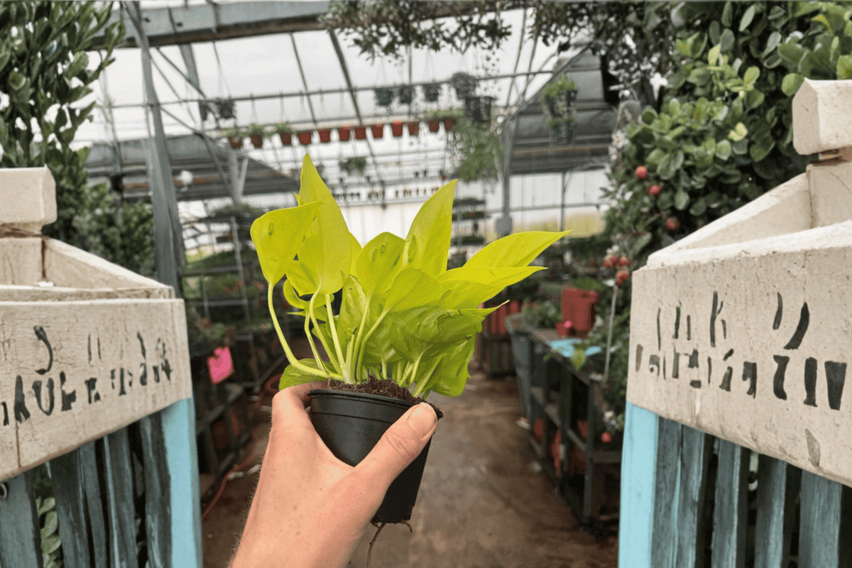 Champs Elysées Pothos Live Plants – 2-Pack, 4-Inch Pots – Epipremnum aureum ‘Champs Elysées’