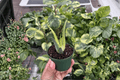 Aloe 'Solar Flare' Starter Plants (2) - Bare Root