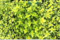 Lime Thyme Live Plant - 4-Inch Pot | Thymus × citriodorus 'Lime' (Perennial Herb)