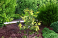 Maupin Glow Incense Cedar Calocedrus decurrens ‘Maupin Glow’ - 12 Inch Live Plant in 1-Gallon Pot