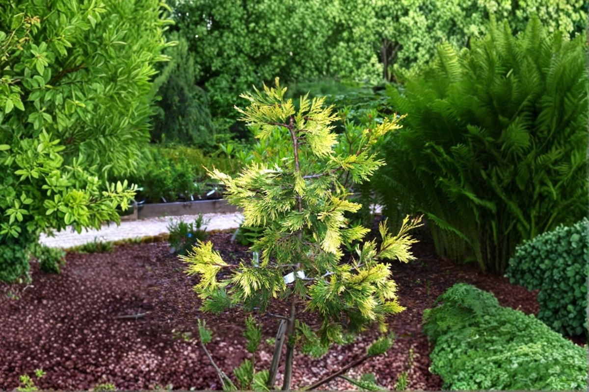 Maupin Glow Incense Cedar Calocedrus decurrens ‘Maupin Glow’ - 12 Inch Live Plant in 1-Gallon Pot