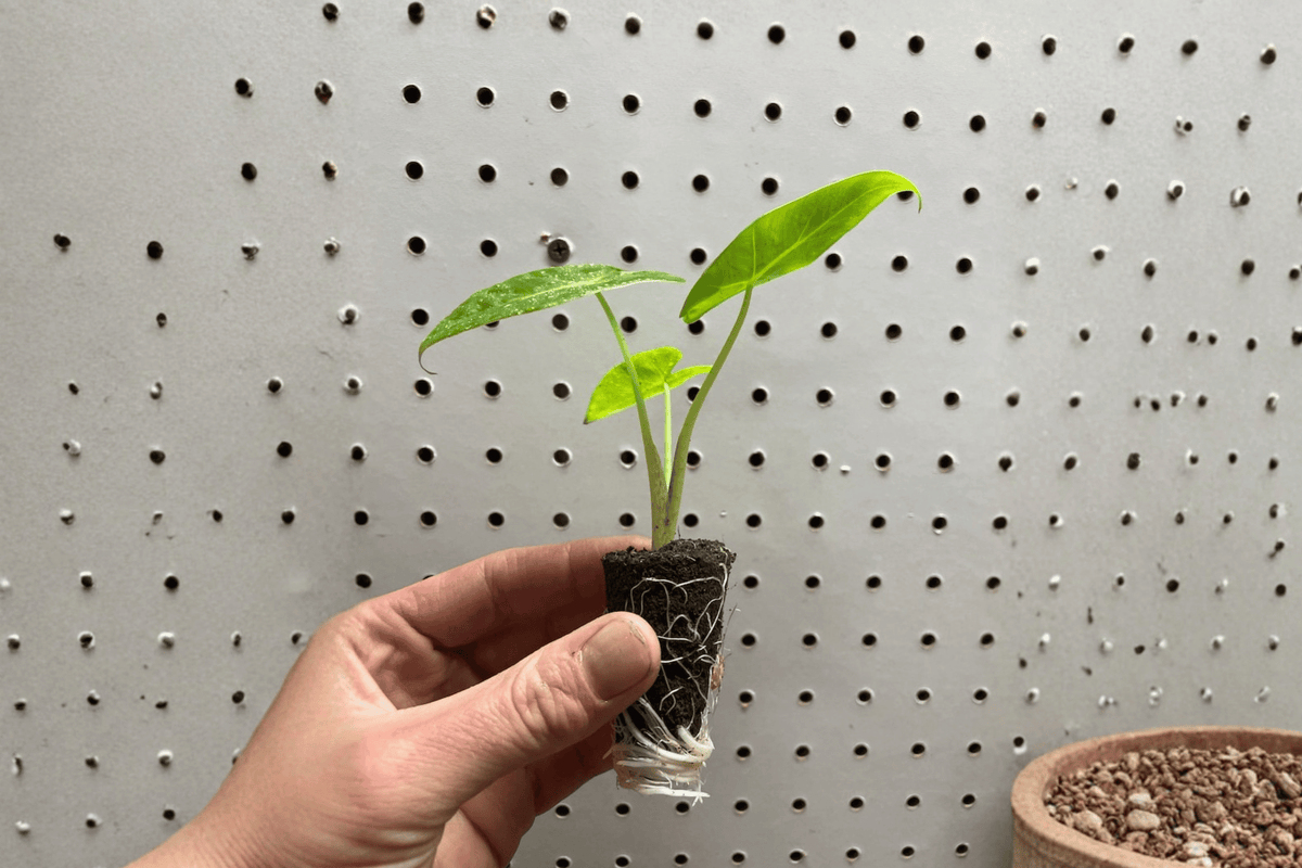 Alocasia Lutea Starter Plants (2) | Alocasia macrorrhizos 'Lutea' Bare Root with Soil Pod