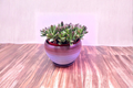 Gradient Glazed Ceramic Planter 4x3in with Drainage Hole and Removable Saucer