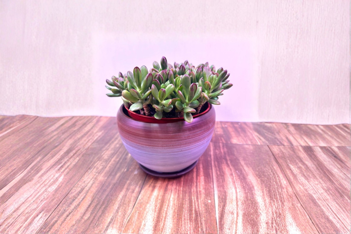 Gradient Glazed Ceramic Planter 4x3in with Drainage Hole and Removable Saucer