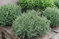 Linesville Dwarf Arborvitae Thuja occidentalis ‘Linesville’ - Quart Pot Live Plant