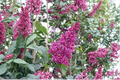 Lilac Red Wine - Syringa x prestoniae Live 2 Gallon Plant