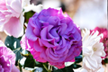 Hybrid Purple Rose Seeds - 3 Seeds, Indoor or Outdoor Growing