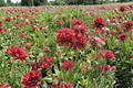 Ballerina Red Sea Thrift - 1 Live Plant in 4-Inch Pot (Armeria pseudarmeria 'Ballerina Red')