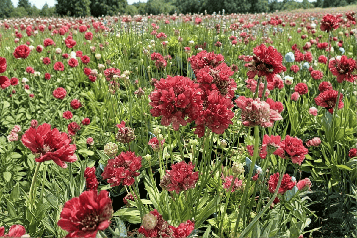Ballerina Red Sea Thrift - 1 Live Plant in 4-Inch Pot (Armeria pseudarmeria 'Ballerina Red')