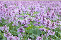 Summer Magic Catmint Nepeta grandiflora | 3 Rooted Starter Plants in 1 Qt Pots