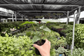 Alocasia Corazon 2 Live Plants in 4-Inch Pots | Exact Plant, Potted