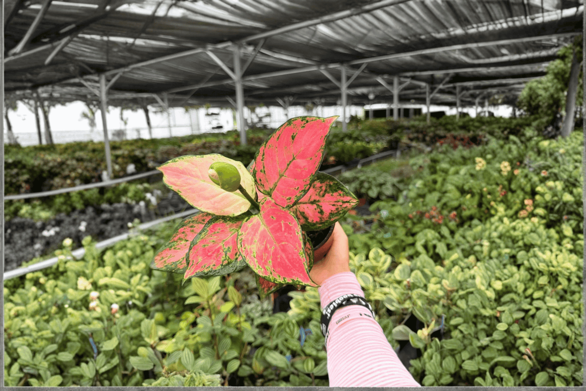 Aglaonema Geely Red - 2 Exact Live Plants in 4" Pots