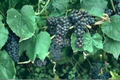 Black Monukka Grape Vine - Self-Fruitful Live Plant for Fresh Eating & Raisins