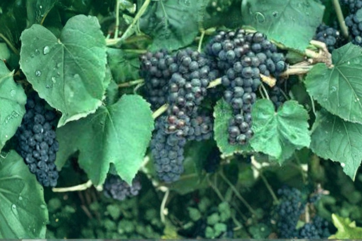 Black Monukka Grape Vine - Self-Fruitful Live Plant for Fresh Eating & Raisins