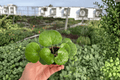 Farfugium Gigantea Variegated Starter Plants (2) Bare Root – Giant Leopard Plant
